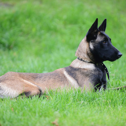 a Belgian Malinois