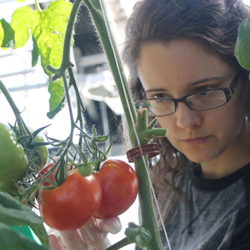 indoor vegetable garden