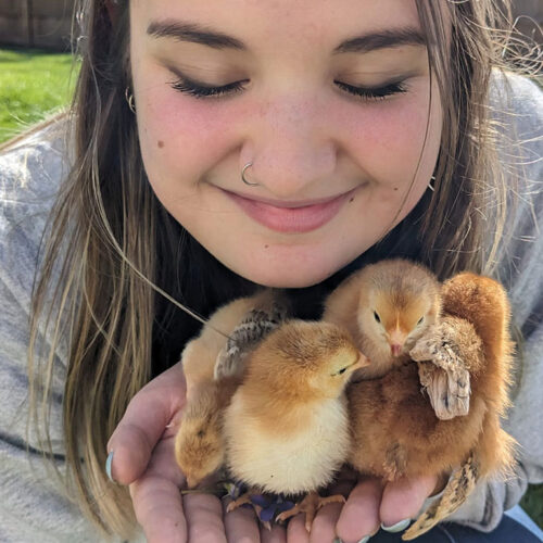 Tia-Slippy-with-Baby-Chicks-Featured