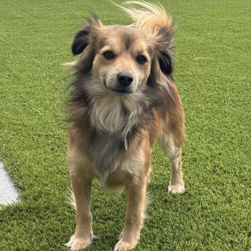 Dog-Outside-Looking-at-Camera-Featured