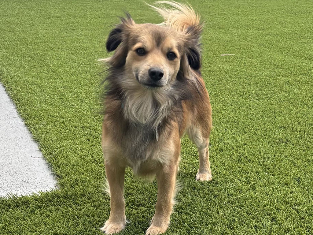 Dog-Outside-Looking-at-Camera-Featured