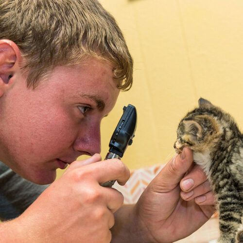 Workplace-Learning-Connection-Student-with-Kitten-Featured