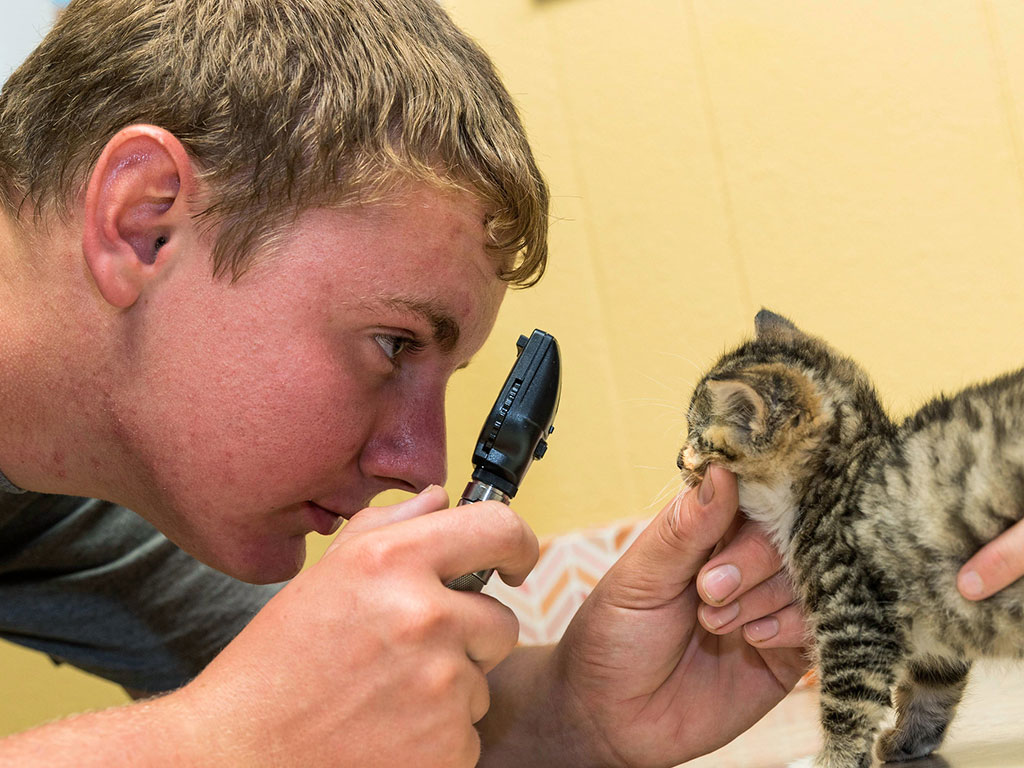 Workplace-Learning-Connection-Student-with-Kitten-Featured